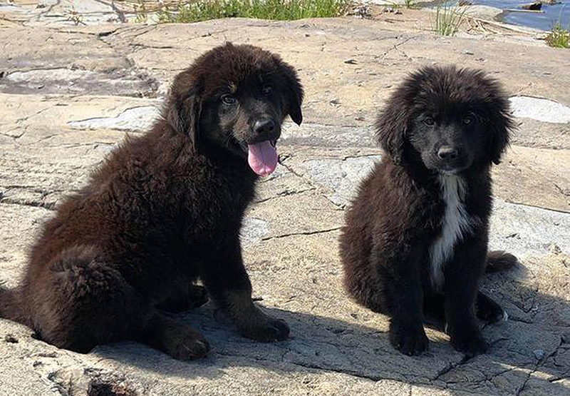 Illustration for article titled Nadie sabe exactamente cómo han acabado estos siete cachorros de Labrador en una isla desierta de Canadá